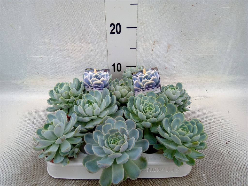 Горшечные цветы и растения оптом Echeveria   ... от 10шт из Голландии с доставкой по России