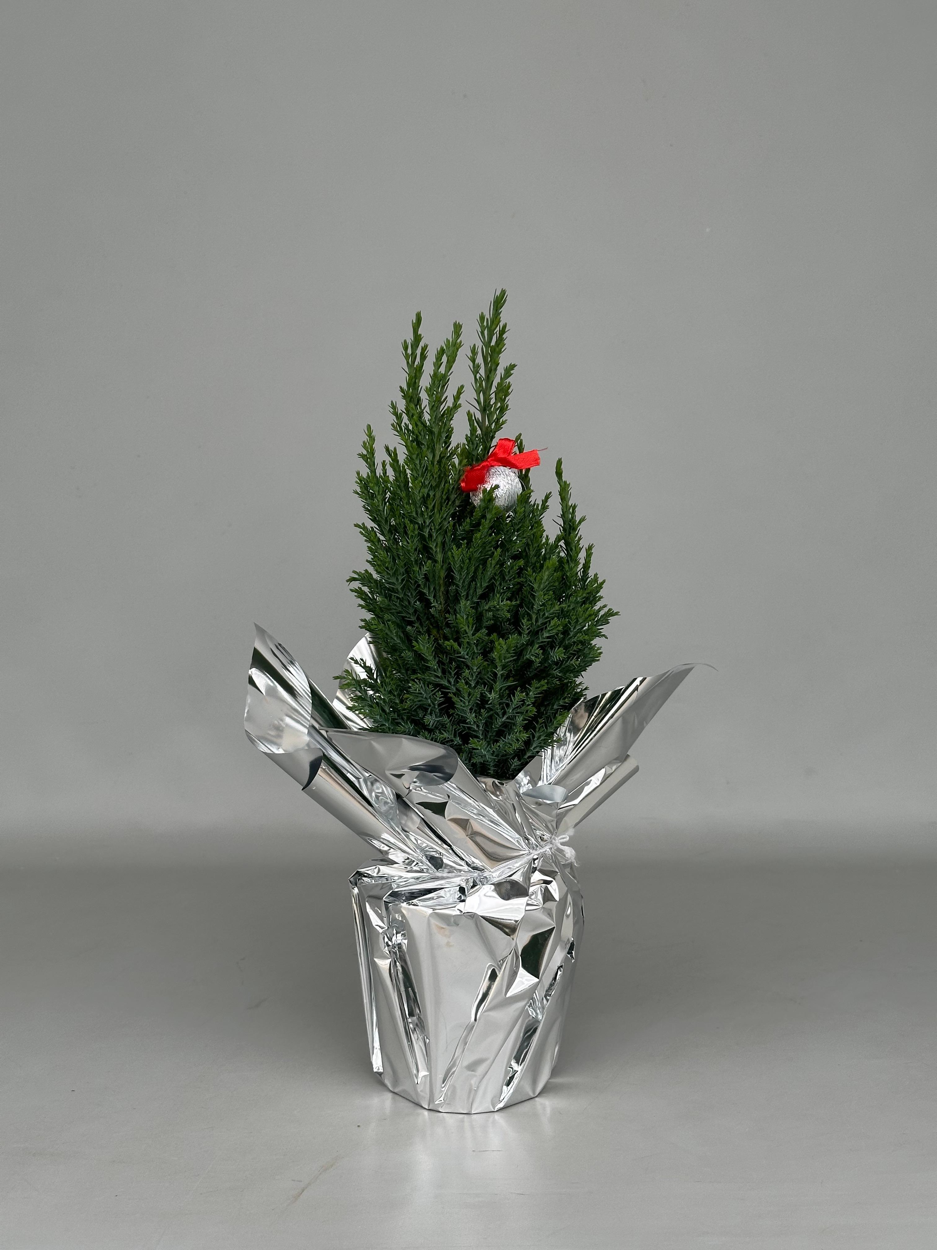 Горшечные цветы и растения оптом Chamaecyparis Law. Ellwoodii от 18шт (для телеги) из Голландии с доставкой по России