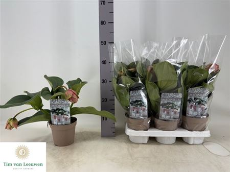 Горшечные цветы и растения оптом Medinella Candy 2 Flowers от 6шт из Голландии с доставкой по России