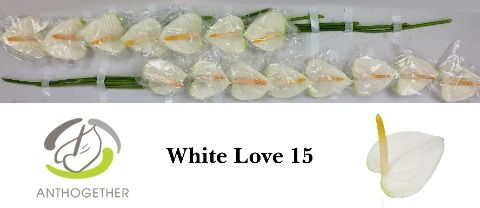 Срезанные цветы оптом Anthurium love white от 15шт из Голландии с доставкой по России