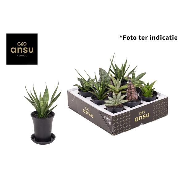 Горшечные цветы и растения оптом Sansevieria Mix In Sierpot от 9шт (для телеги) из Голландии с доставкой по России