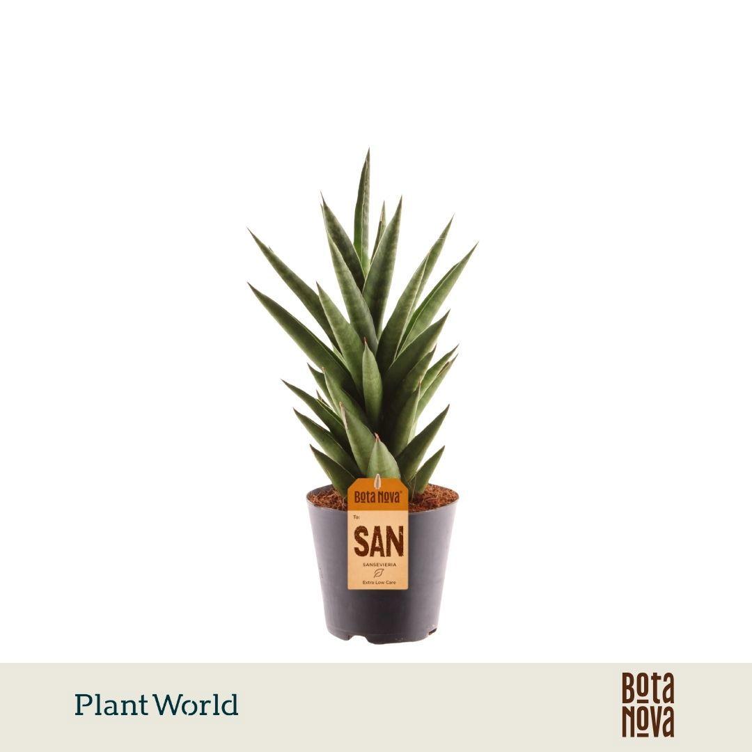 Горшечные цветы и растения оптом Sansevieria Starshooter от 6шт из Голландии с доставкой по России