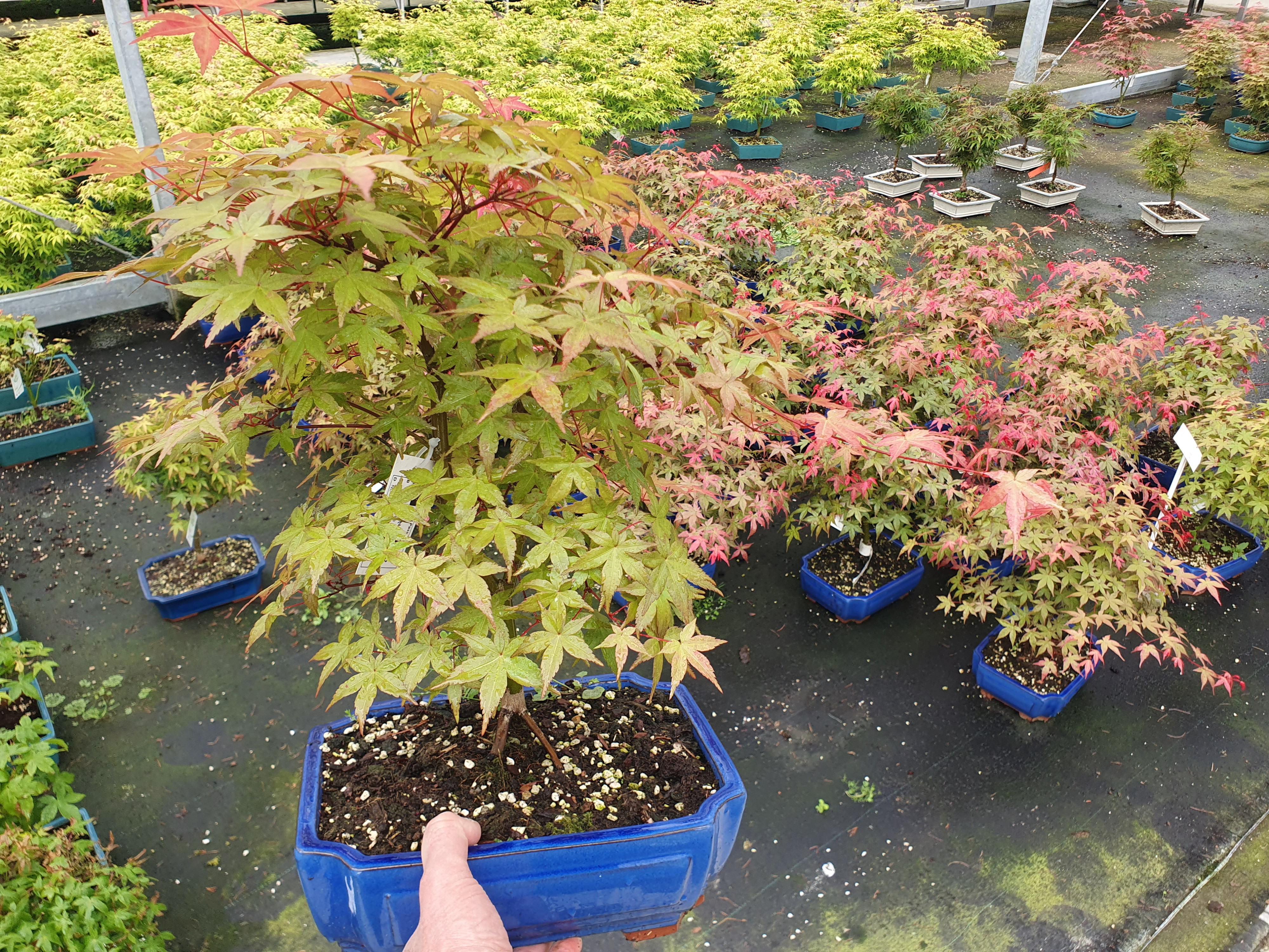 Горшечные цветы и растения оптом Acer Palmatum Beni-maiko, Pot 26cm. от 3шт из Голландии с доставкой по России