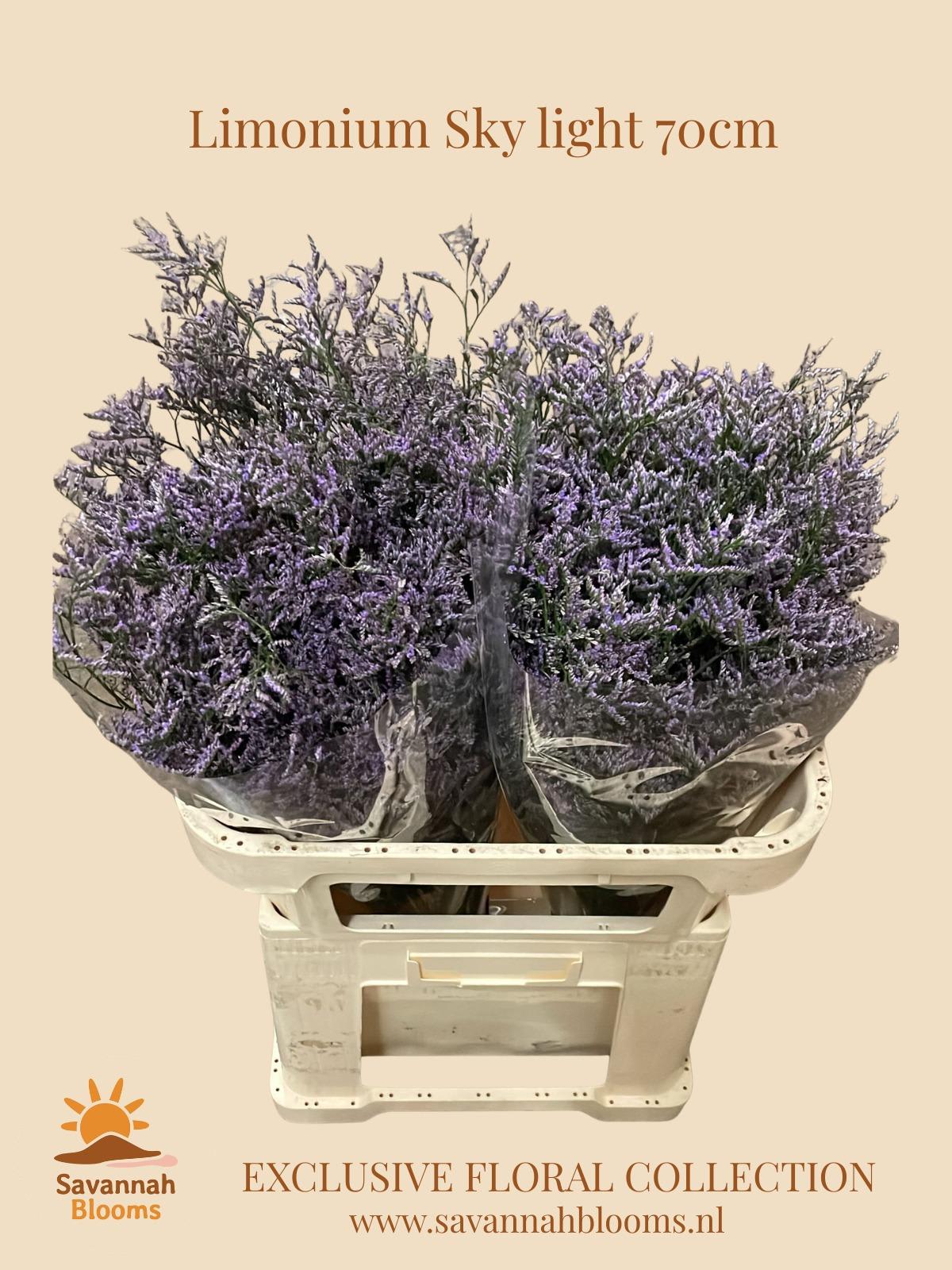 Срезанные цветы оптом Limonium skylight от 50шт из Голландии с доставкой по России