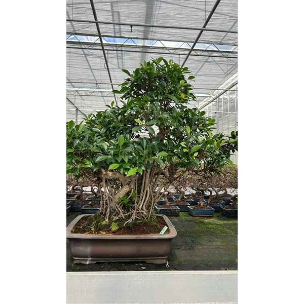 Горшечные цветы и растения оптом Bonsai Ficus Retusa, Pot 46cm. ( Height 90cm. Sing от 1шт из Голландии с доставкой по России