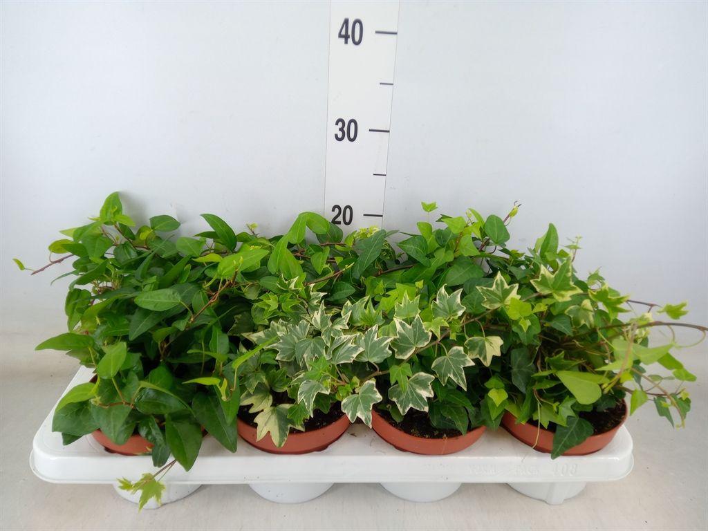 Горшечные цветы и растения оптом Hedera   ...mix от 8шт из Голландии с доставкой по России