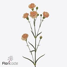 Срезанные цветы оптом Dianthus sp thar от 100шт из Голландии с доставкой по России