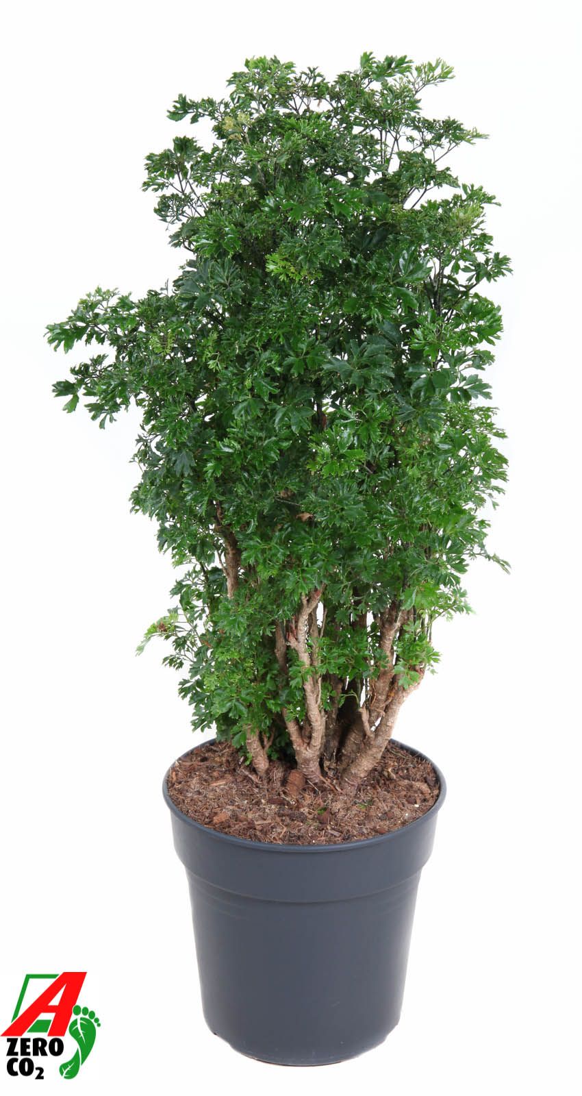 Горшечные цветы и растения оптом Polyscias Roble Branched от 1шт из Голландии с доставкой по России