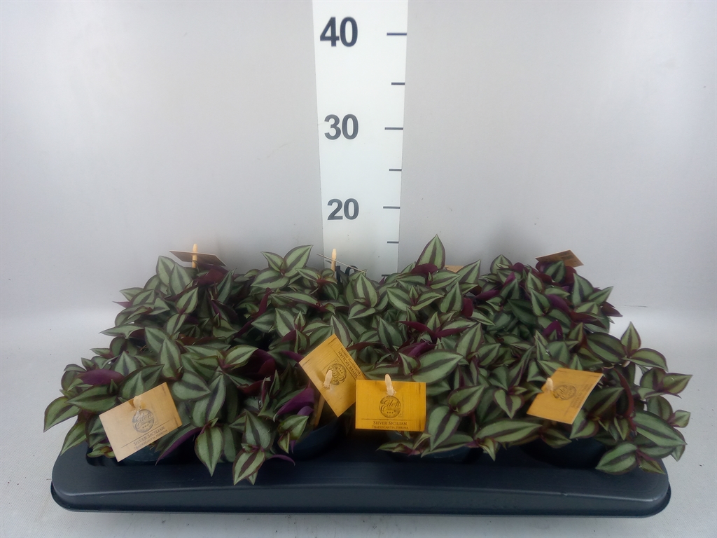 Горшечные цветы и растения оптом Tradescantia Zebr. purpusii от 8шт из Голландии с доставкой по России