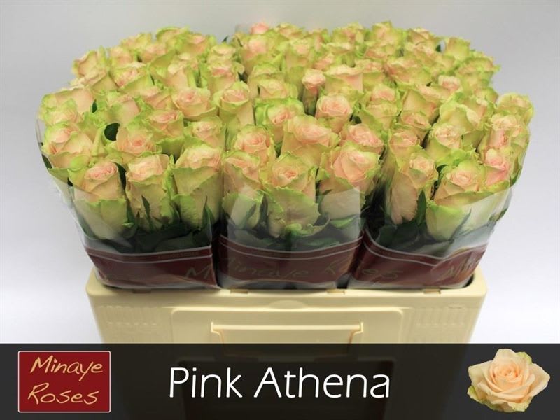 Срезанные цветы оптом Rosa large pink athena от 80шт.. из Голландии с доставкой по России