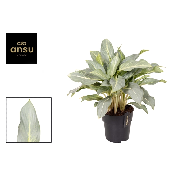 Горшечные цветы и растения оптом Aglaonema Aqua Green от 3шт из Голландии с доставкой по России