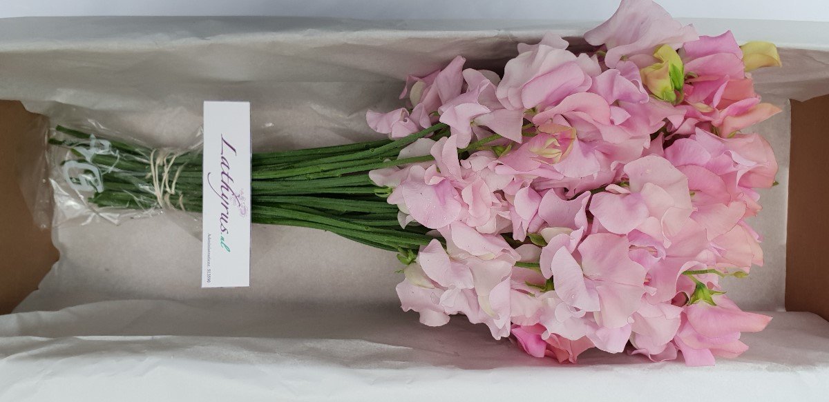 Срезанные цветы оптом Lathyrus od pink light от 50шт из Голландии с доставкой по России
