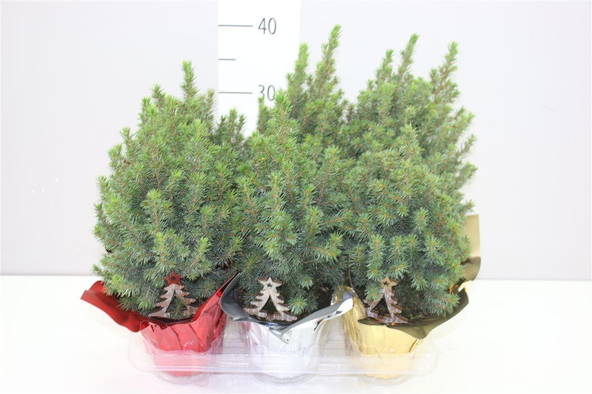 Горшечные цветы и растения оптом Picea Gl Perfecta Potcover Mix Deco от 6шт из Голландии с доставкой по России