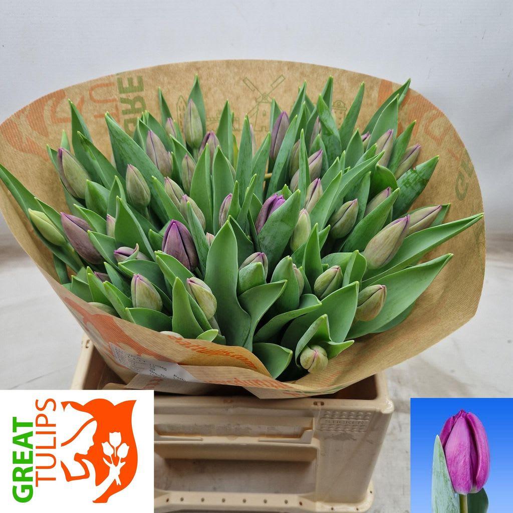 Срезанные цветы оптом Tulipa si bullit от 50шт из Голландии с доставкой по России
