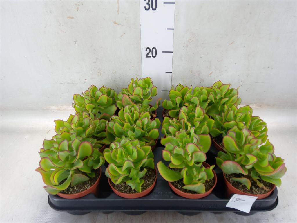 Горшечные цветы и растения оптом Crassula Arborescens от 12шт (для телеги) из Голландии с доставкой по России