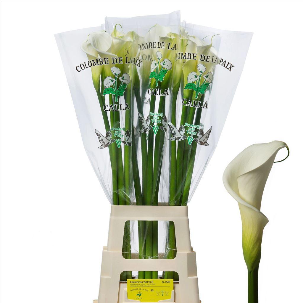 Срезанные цветы оптом Zantedeschia ae colombe de la paix от 25шт из Голландии с доставкой по России