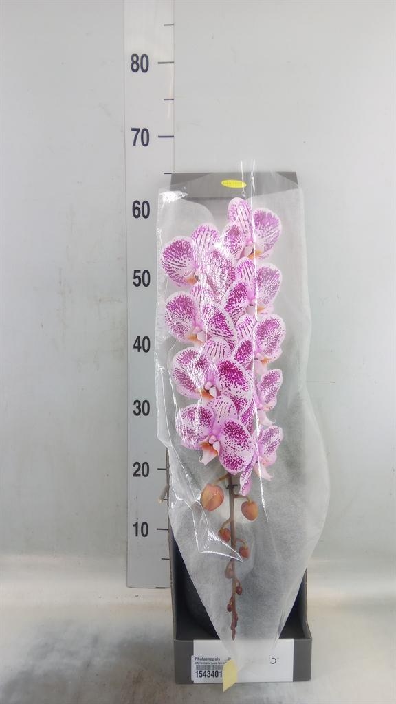 Горшечные цветы и растения оптом Phalaenopsis   ...lilac от 1шт из Голландии с доставкой по России