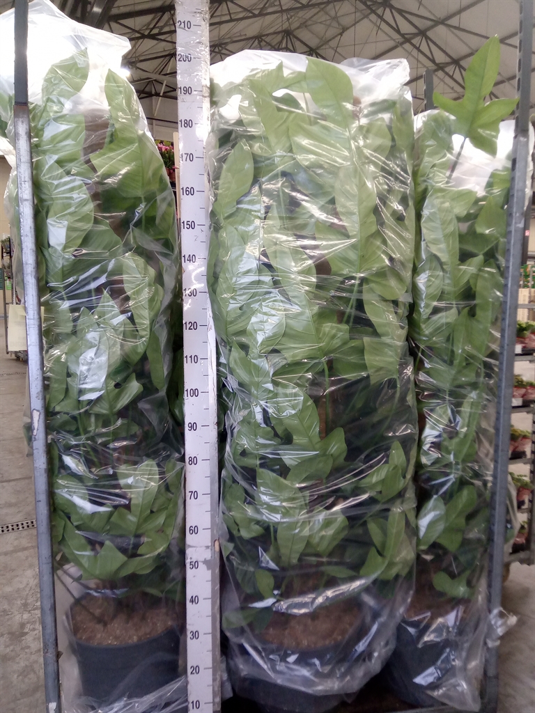 Горшечные цветы и растения оптом Philodendron Bipennifolium от 1шт из Голландии с доставкой по России