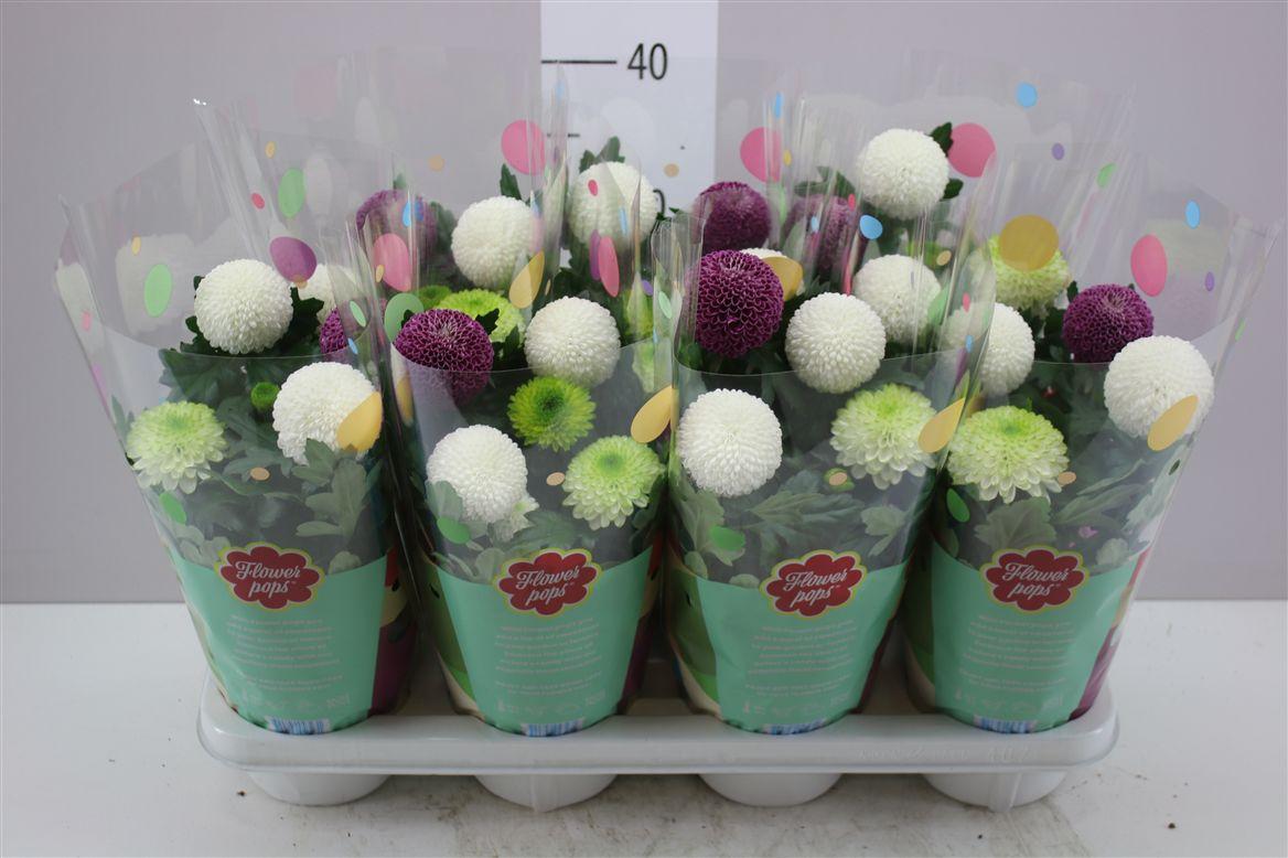 Горшечные цветы и растения оптом Chrysanth Abbey Carnaval от 7шт из Голландии с доставкой по России