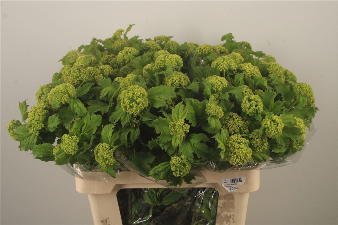 Срезанные цветы оптом Viburnum roseum от 50шт из Голландии с доставкой по России