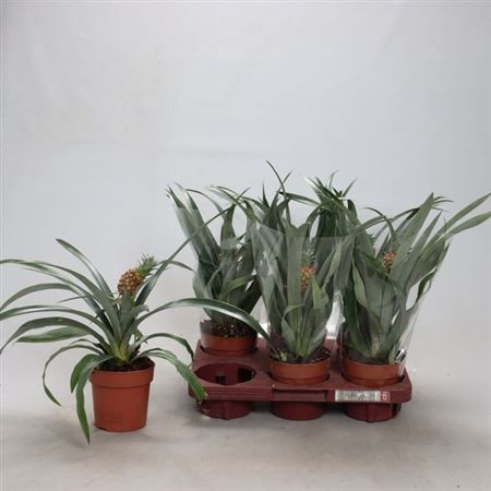 Горшечные цветы и растения оптом Ananas Rosita от 6шт из Голландии с доставкой по России