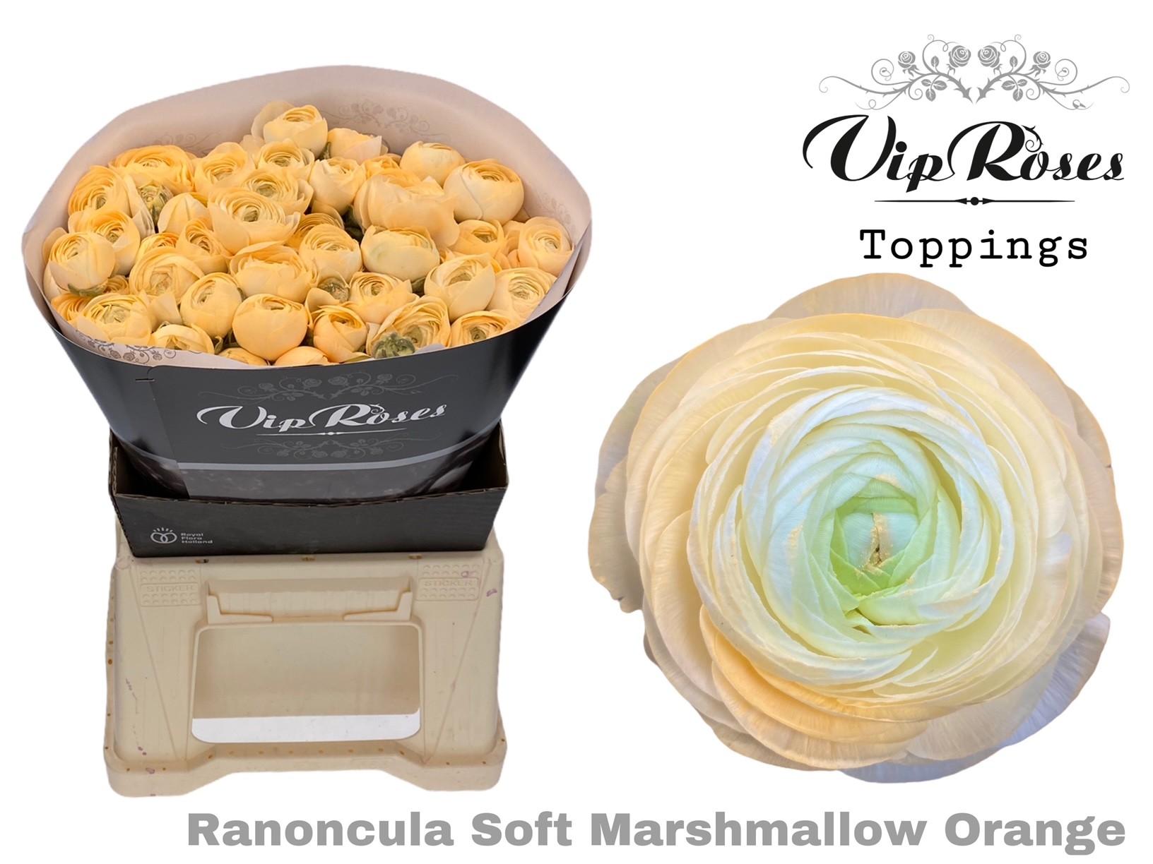 Срезанные цветы оптом Ranunculus marshmallow salmon от 30шт из Голландии с доставкой по России