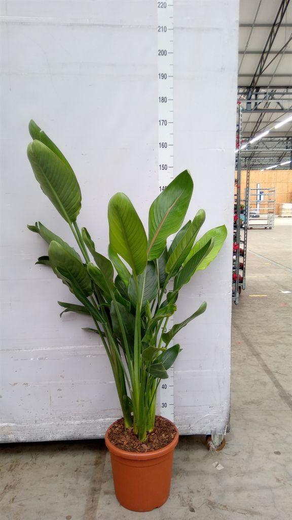 Горшечные цветы и растения оптом Strelitzia Reg. от 1шт из Голландии с доставкой по России