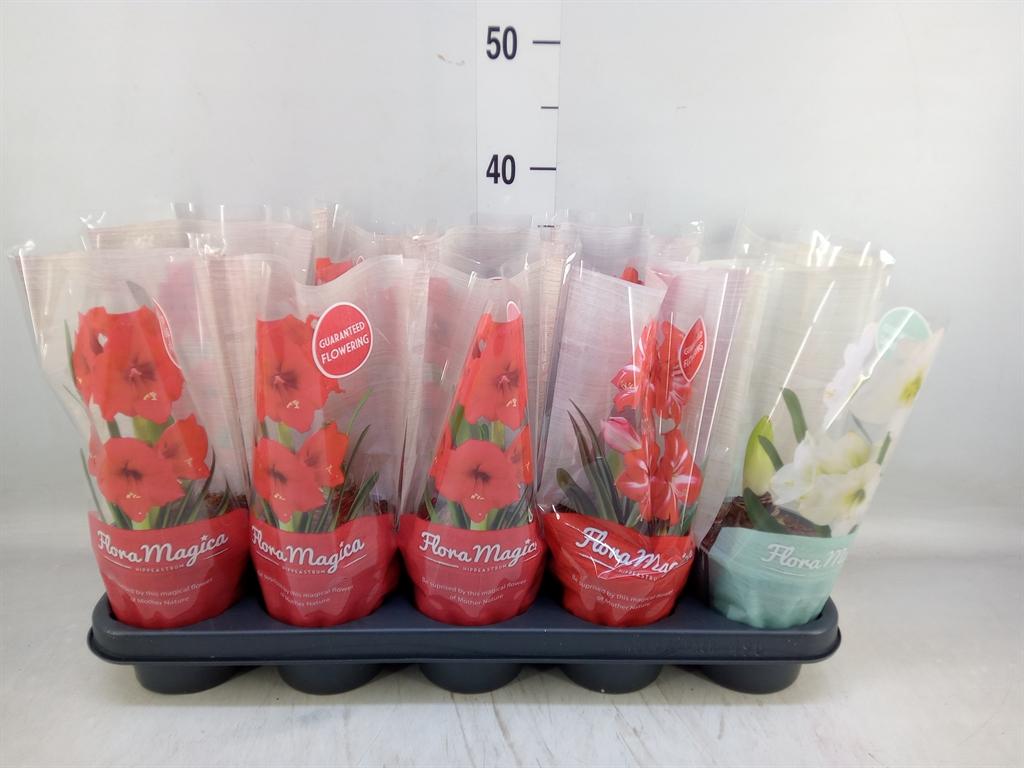 Горшечные цветы и растения оптом Hipp Red 1pp от 10шт из Голландии с доставкой по России