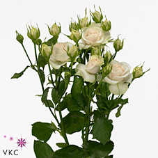 Срезанные цветы оптом Rosa spray super bubbles от 220шт. из Голландии с доставкой по России