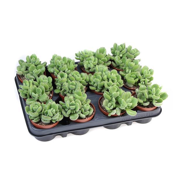 Горшечные цветы и растения оптом Cotyledon Ladysmithiensis от 12шт (для телеги) из Голландии с доставкой по России