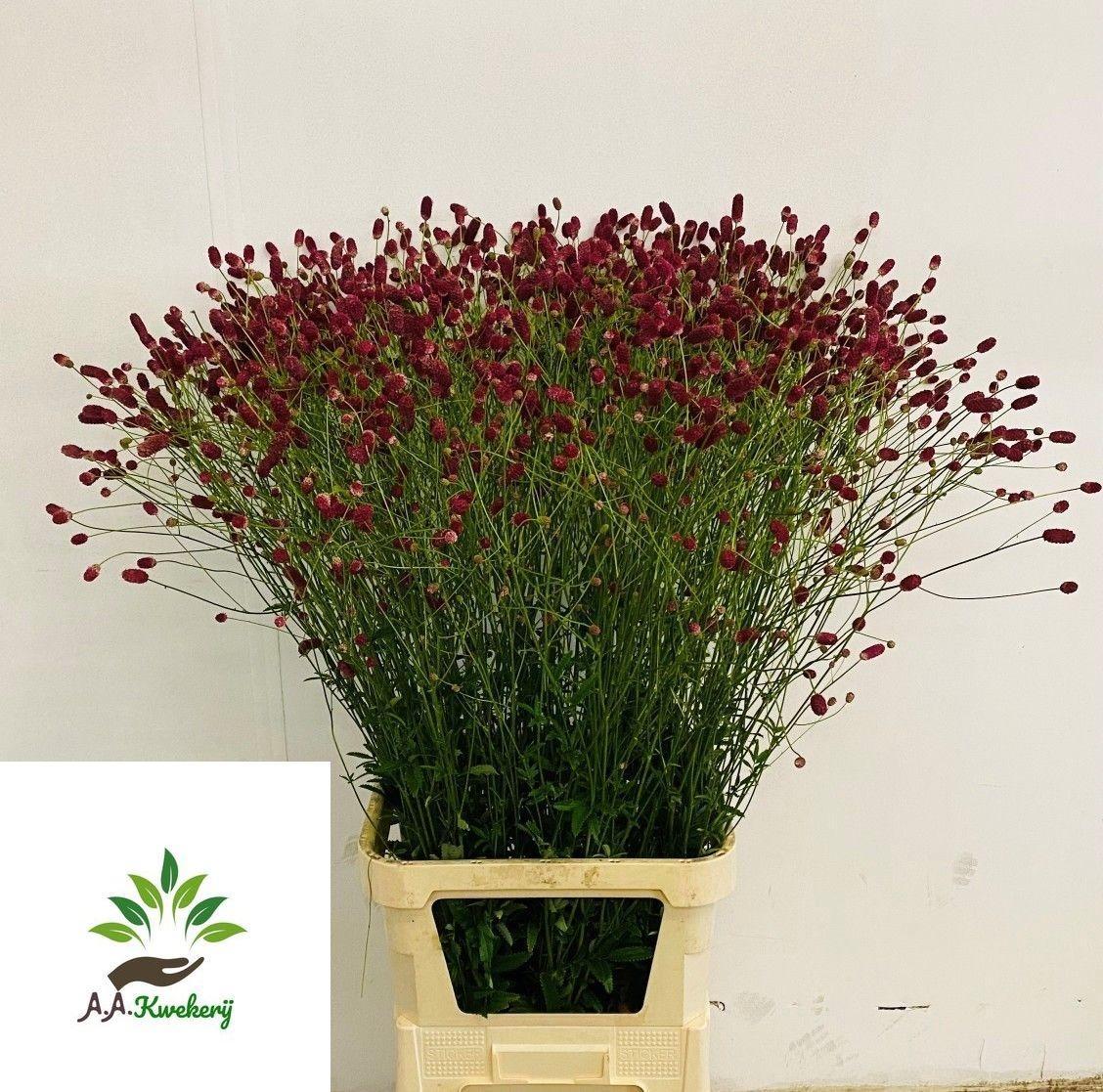 Срезанные цветы оптом Sanguisorba arnhem от 80шт из Голландии с доставкой по России