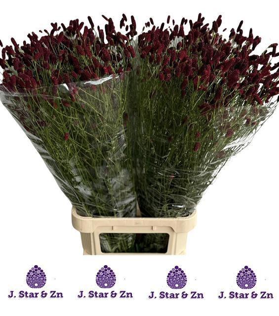 Срезанные цветы оптом Sanguisorba royal star от 80шт из Голландии с доставкой по России