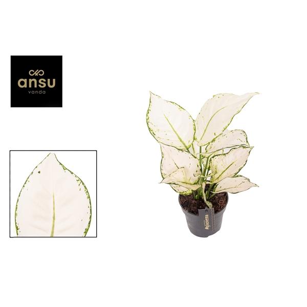 Горшечные цветы и растения оптом Aglaonema White Joy от 6шт из Голландии с доставкой по России