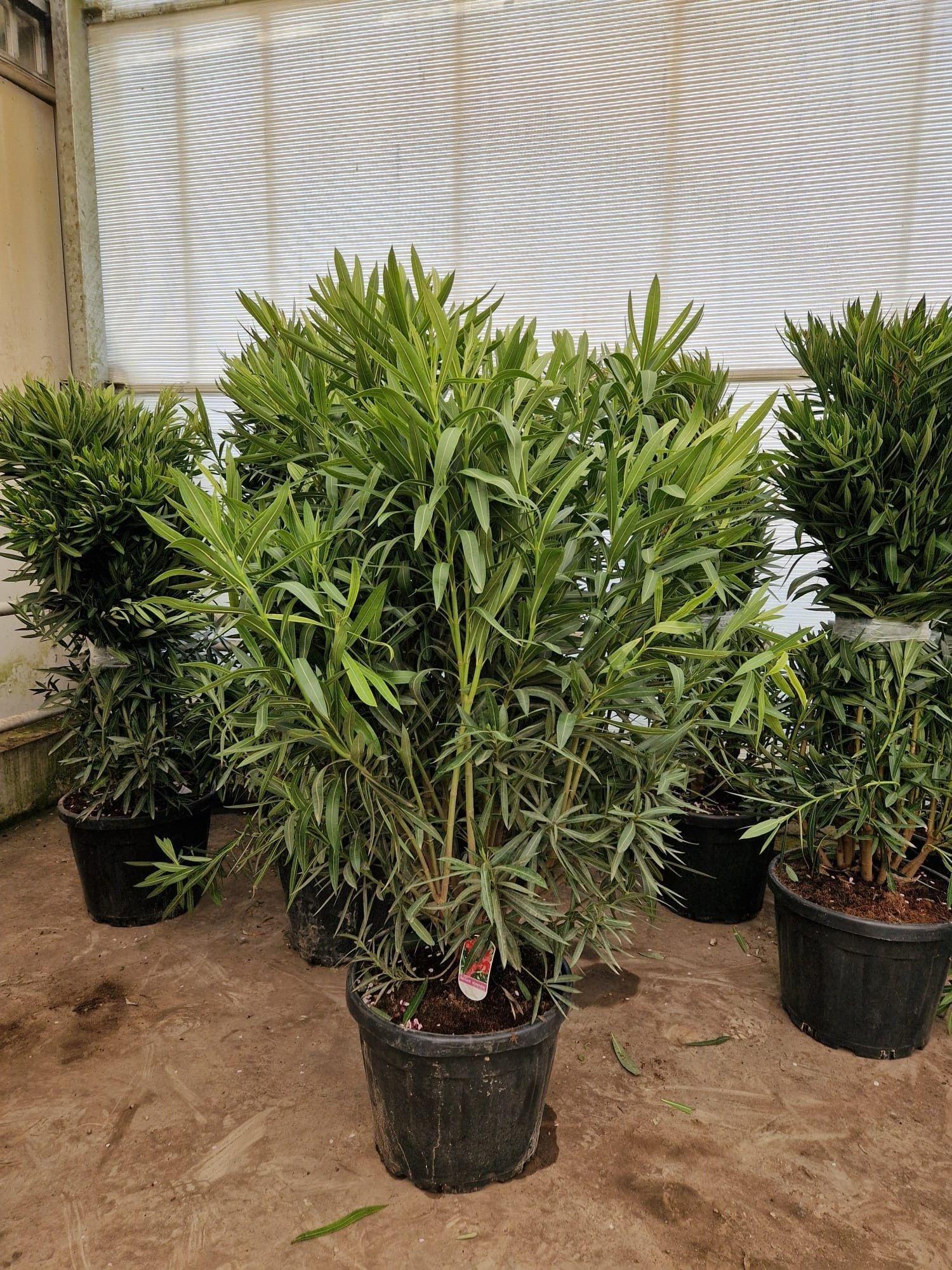 Горшечные цветы и растения оптом Neri Oleander от 1шт из Голландии с доставкой по России