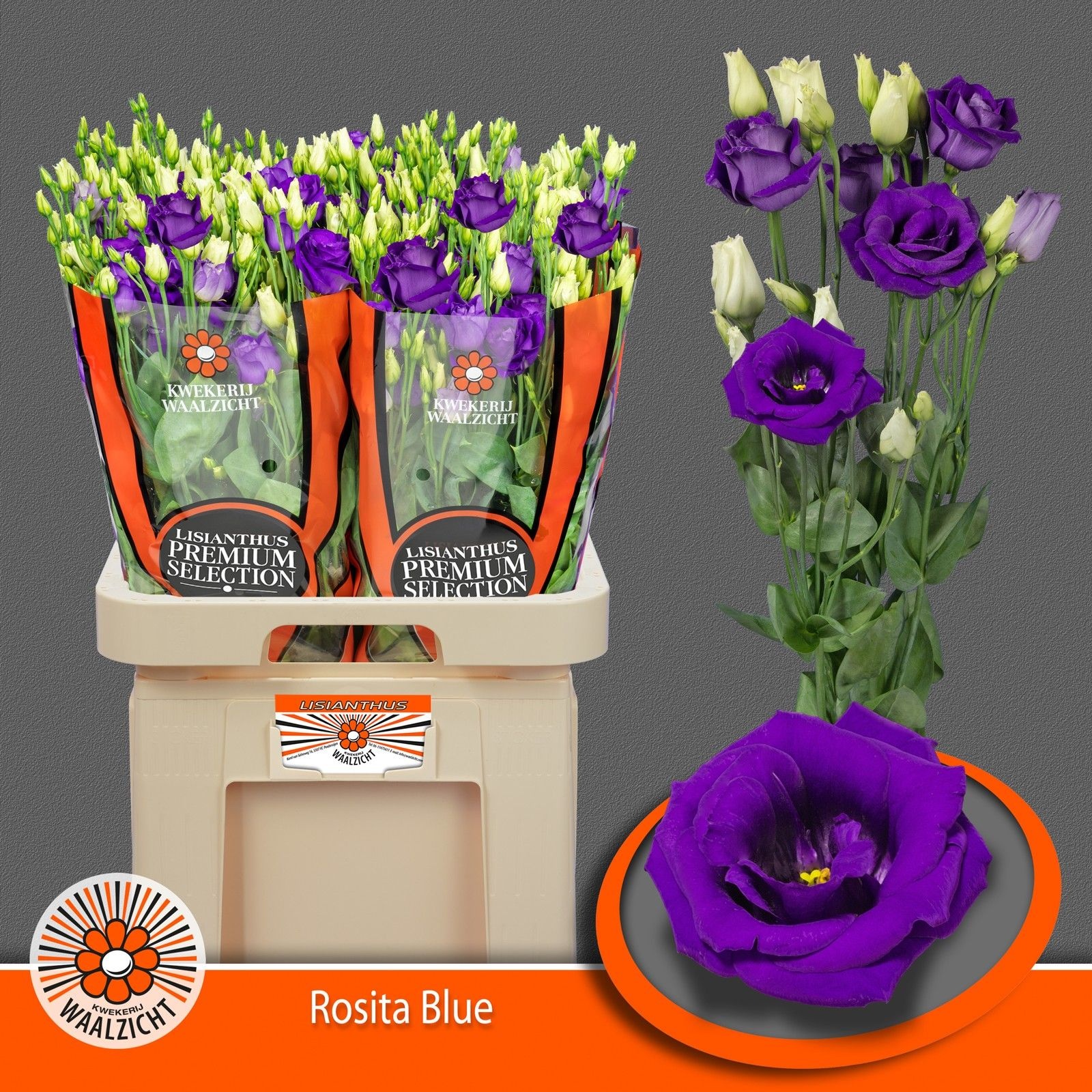 Срезанные цветы оптом Lisianthus do rosita blue от 40шт из Голландии с доставкой по России