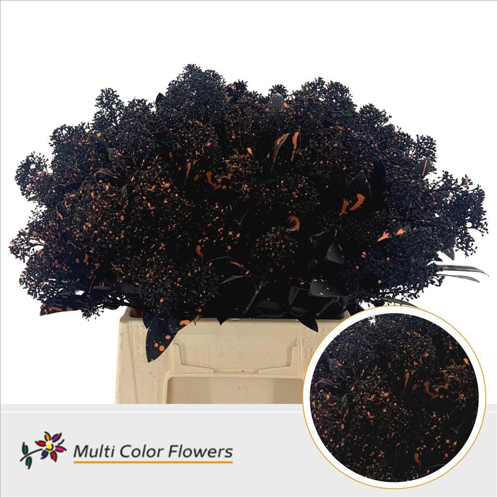 Срезанные цветы оптом Skimmia paint halloween black splash от 10шт из Голландии с доставкой по России