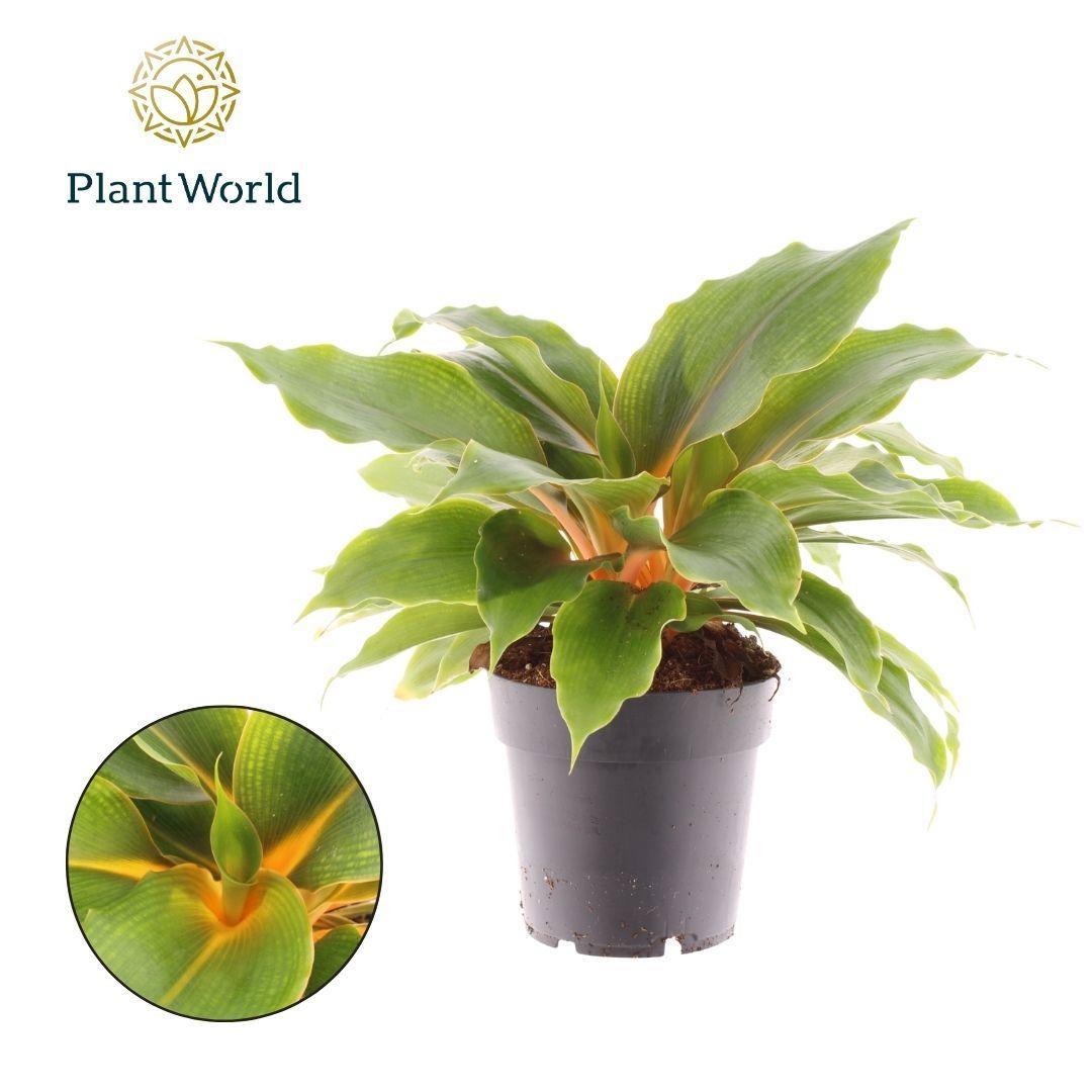 Горшечные цветы и растения оптом Chlorophytum Green Orange от 7шт из Голландии с доставкой по России