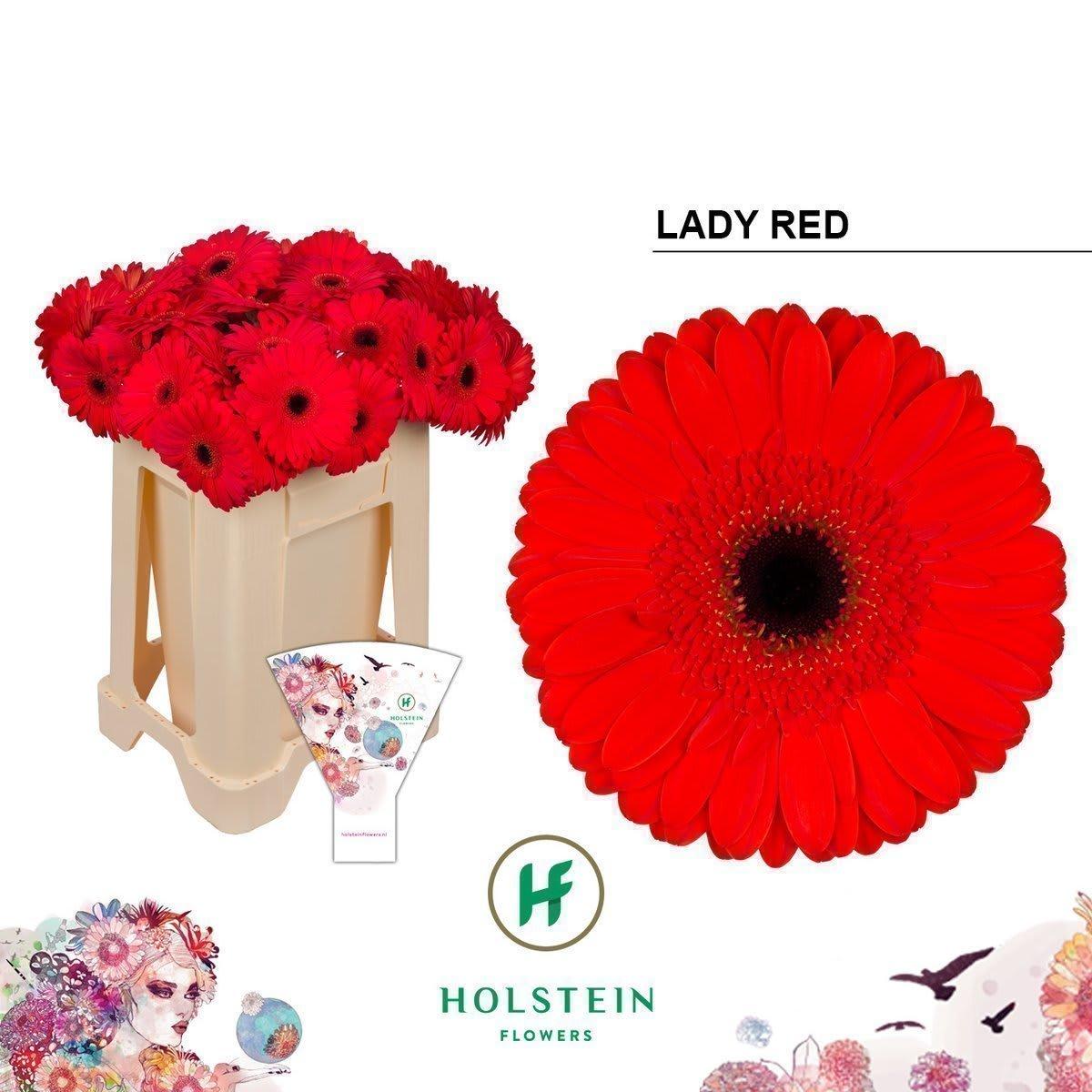 Срезанные цветы оптом Gerbera lady red от 40шт из Голландии с доставкой по России