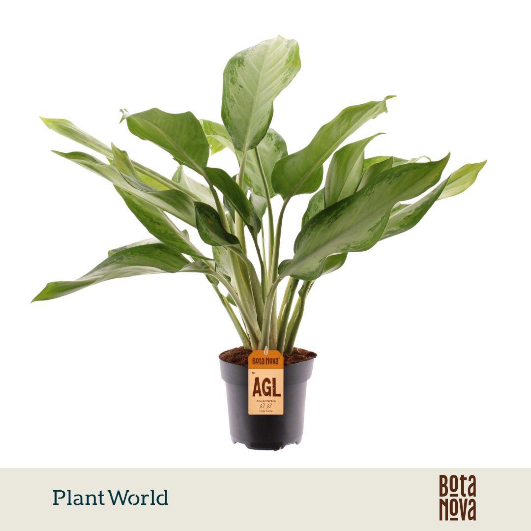 Горшечные цветы и растения оптом Aglaonema Cleopatra от 6шт из Голландии с доставкой по России