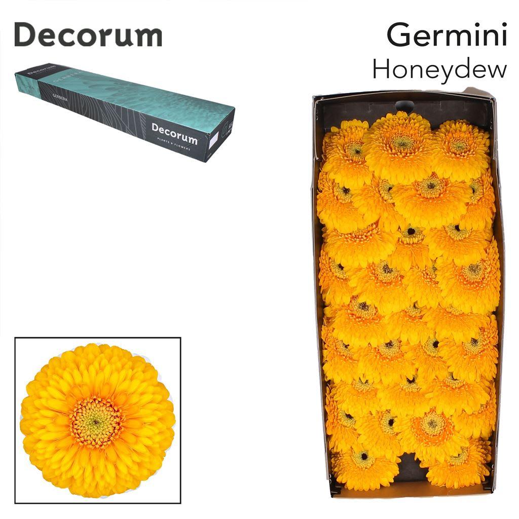 Срезанные цветы оптом Germini pomponi honeydew от 60шт из Голландии с доставкой по России