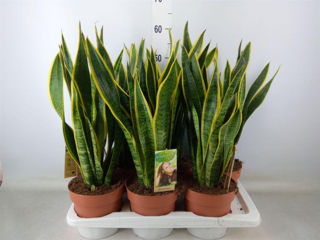 Горшечные цветы и растения оптом Sansevieria Laurentii от 6шт из Голландии с доставкой по России