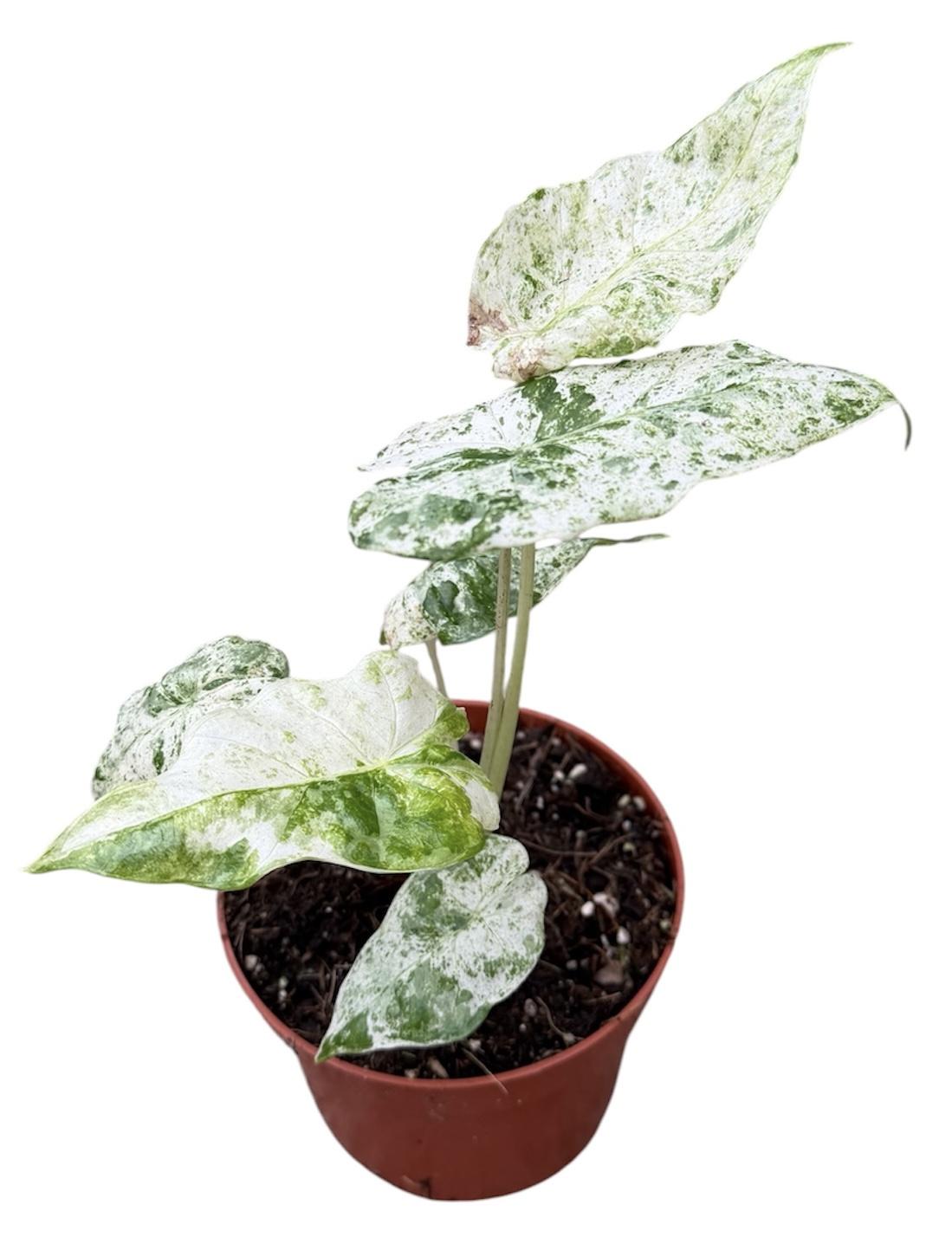 Горшечные цветы и растения оптом Alocasia Odora Variegata Batik от 1шт (для телеги) из Голландии с доставкой по России