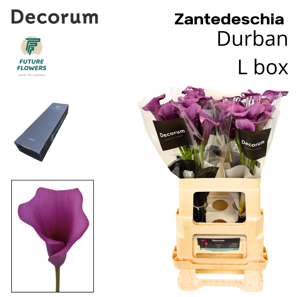 Срезанные цветы оптом Zantedeschia durban от 160шт из Голландии с доставкой по России