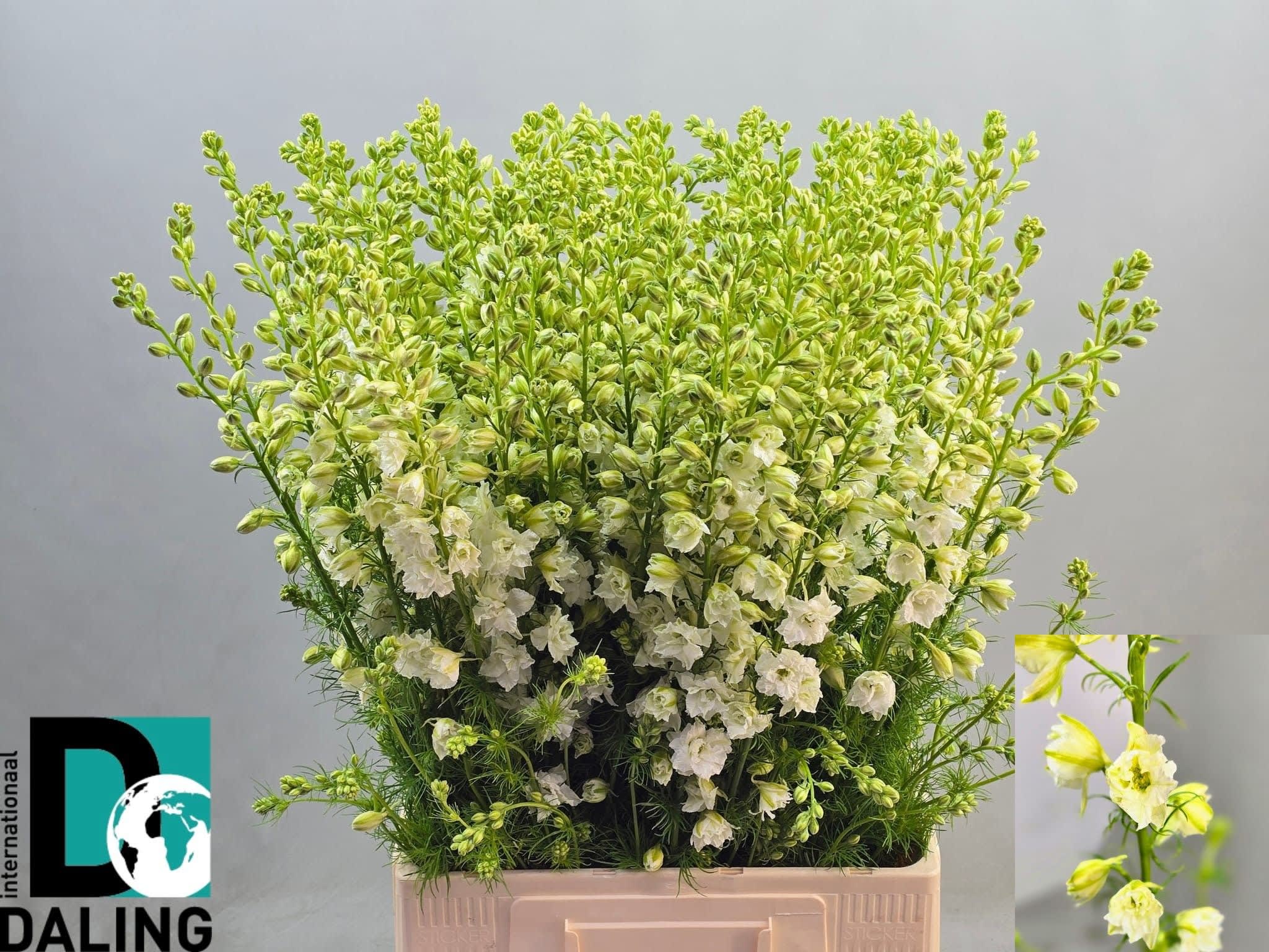 Срезанные цветы оптом Delphinium la qis white (consolida) от 100шт. из Голландии с доставкой по России