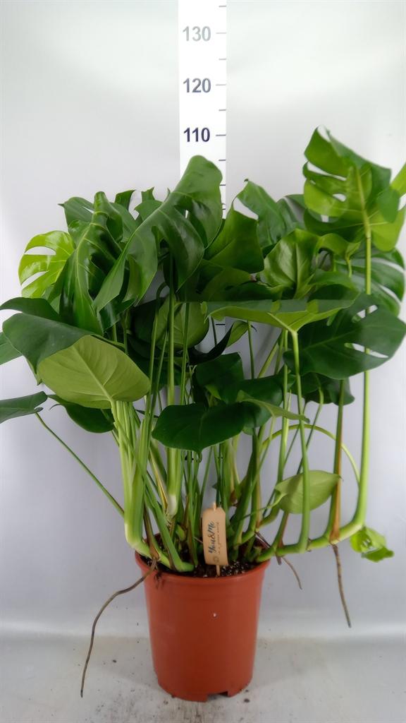 Горшечные цветы и растения оптом Monstera Delic. A от 1шт из Голландии с доставкой по России