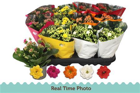 Горшечные цветы и растения оптом Kal Ge Gem 5 Kl * Spring Deal * от 12шт (для телеги) из Голландии с доставкой по России