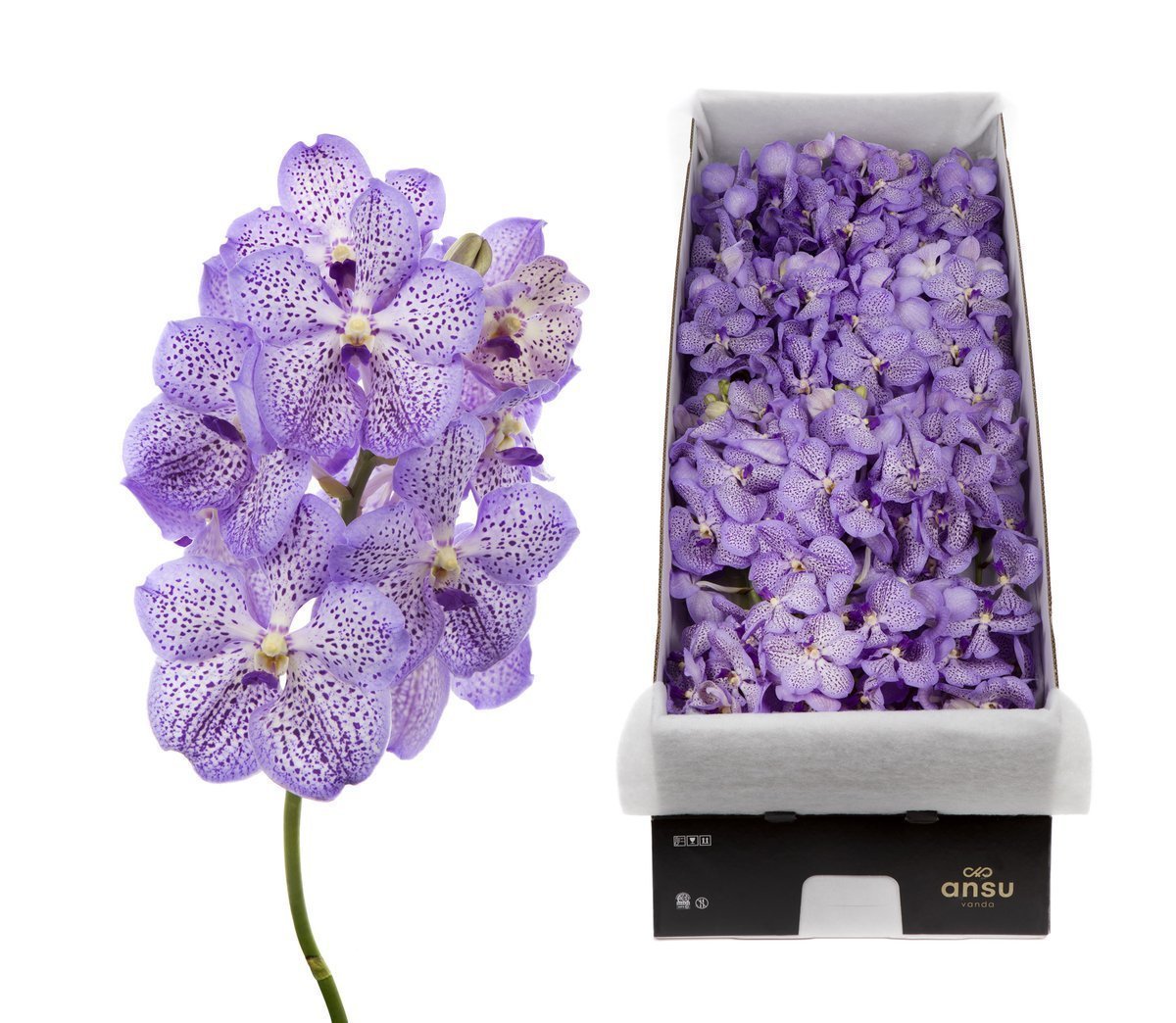 Срезанные цветы оптом Vanda mauve spot per stem от 8шт.. из Голландии с доставкой по России