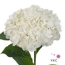 Срезанные цветы оптом Hydrangea blizzard classic от 10шт из Голландии с доставкой по России