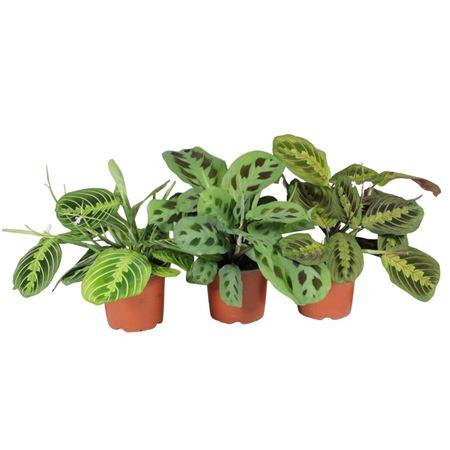 Горшечные цветы и растения оптом Maranta Fascinator Mix 3 Soorts от 10шт из Голландии с доставкой по России