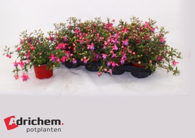 Горшечные цветы и растения оптом Fuchsia B F Maria от 8шт из Голландии с доставкой по России